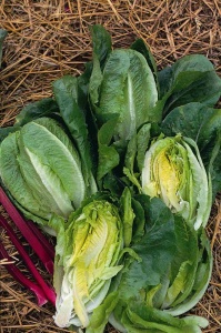 Lettuce Little Gem - Seeds